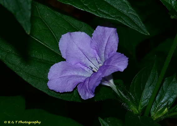 {Ruellia strepens}